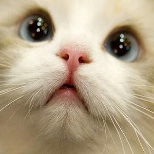 Meet your Posher, Roger